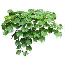 Buy Real English Ivy